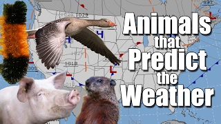 Animals that Predict the Weather [upl. by Eimam]