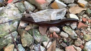 Millipede animal millipede millipedes millipedesvscentipedes [upl. by Aixela458]