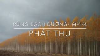 FMV RỪNG BẠCH DƯƠNG 白桦林  PHÁT THỤ OST Pháp sư vô tâm 2 [upl. by Eirroc]