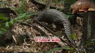 know about Pangolins pt1 [upl. by Noskcire211]