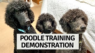 Poodle Training Demonstration [upl. by Macfarlane]