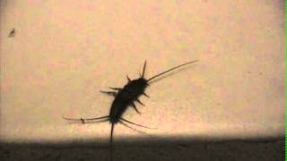 silverfish in bathroom [upl. by Nyletac]