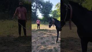 horse exercise horse shortsfeed shorts video [upl. by Grand]