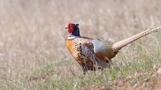 Pheasant Season Outlook  NDGF  09252023 [upl. by Faustena]