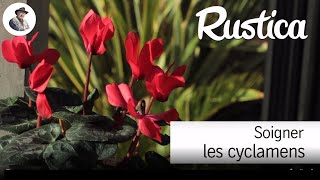 Soigner les cyclamens [upl. by Yorled]