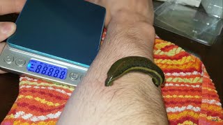 Feeding Pet Leech How Much Weight Will It Gain Leech facts [upl. by Fallon]