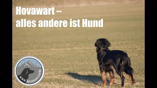 Hovawart – Die Checkerin vom Niederrhein wird 4 Jahre alt [upl. by Rovner896]