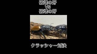 破壊対決 ガゼラツヤクワガタVSクベラツヤクワガタ shortvideo [upl. by Osy111]