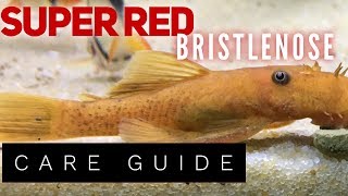 SUPER RED BRISTLENOSE Species Spotlight [upl. by Ahsak29]