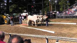 Ox Pull 2013 Deerfield Fair Oxen NH Pulling Video 7 [upl. by Yliab]