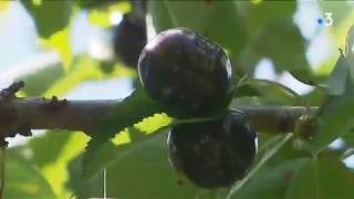 Cueillette des cerises sur larbre à Argelèssurmer [upl. by Reace]