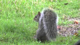 Grauhörnchen Squirrel  Sciurus carolinensis [upl. by Assirrem]