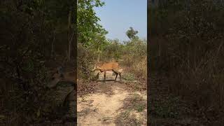 CERVO DO PANTANAL Fêmea [upl. by Ellan159]