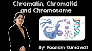 Chromatin Chromatid and Chromosome  Cytology  Genetics  Molecular Biology [upl. by Skurnik]