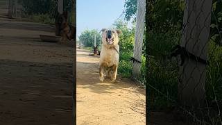 Explore the TopTier Labrador Life [upl. by Renelle672]