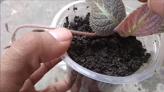 How to Propagate Episcia Flower in Water amp Soil With Update [upl. by Anialahs342]