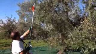 Raccolta olive con STIHL SPA65 [upl. by Llenram620]