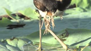 Comb Crested Jacana with newly hatched chicks [upl. by Kasey618]