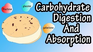 Carbohydrate Digestion And Absorption  Carbohydrate Metabolism [upl. by Lramaj]