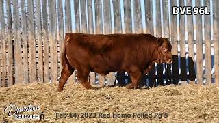 Davidson Gelbvieh Bull Lot DVE 96L sells Friday March 1 2024 [upl. by Wivinah982]