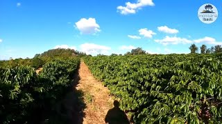 Qual o custo médio para plantar um hectare de café [upl. by Silenay]