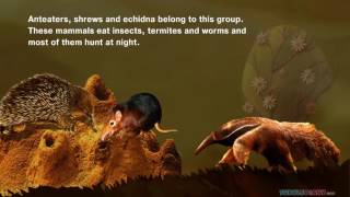 What Mammals Eat Insects For Dinner AMAZING Science For Kids [upl. by Rand156]