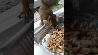 ekorn 🐿 kom lette etter mat 🐿 [upl. by Kutchins]