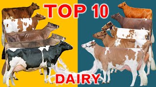 Top 10 Dairy Cattle Breeds in the World  In terms of Sales Revenue in US Dollar per Cow [upl. by Abdul643]