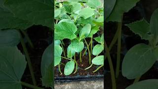 শসার বীজ থেকে চারা তৈরির সহজ পদ্ধতি  Cucumber seeds germination process cucumber শসা [upl. by Hau]