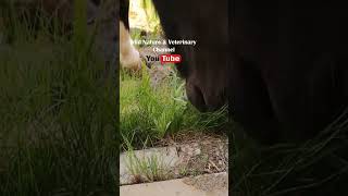 Horse grazing the grass Beautiful animals in nature animals documentary funny animals [upl. by Sliwa]