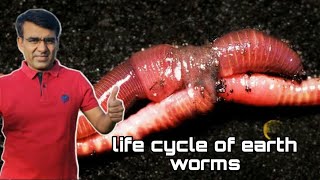 Life cycle of worms केचुओ में प्रजनन कैसे होता है jaivicila [upl. by Dawaj]