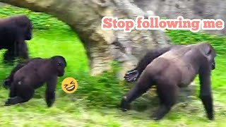 林戈追逐阿姨😆🤣Silverback gorilla family interactionsDjeeco FamilyTayariJabaliIrikiRingo [upl. by Litch]