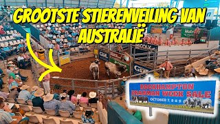 DIT IS DE GROOTSTE STIERENVEILING VAN AUSTRALIË 272 [upl. by Benedix]