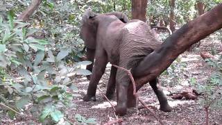 Elephant scratches itself with tree [upl. by Norvil]