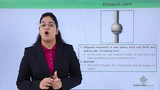 Class10th – Ellipsoid joint  Locomotion and Movement Hindi  Tutorials Point [upl. by Glover]