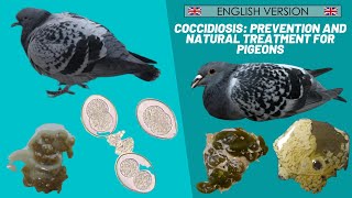 Coccidiosis prevention and natural treatment for pigeons  🇬🇧 ENGLISH VERSION 🇺🇸 [upl. by Dulla]