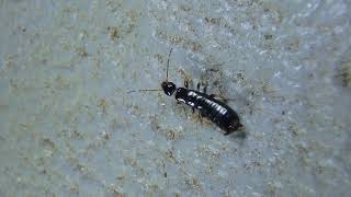 Unknown Earwig crawling HD [upl. by Willis]