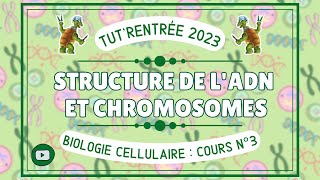 Biologie cellulaire  03  de l’ADN et des chromosomes [upl. by Asteria]