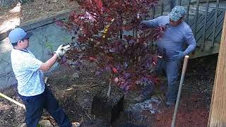 Planting Bloodgood Japanese Maple 🍁 [upl. by Baiel]