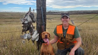 Sharptail Hunt with Vizsla Puppy Limits [upl. by Annaeg]