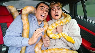 We CAUGHT A Giant Snake Living In My Car [upl. by Mima]