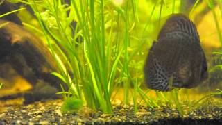 Archerfish Discus Angelfish Aquarium [upl. by Akihsal]