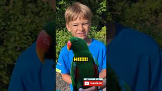 Meet the Eclectus Parrot 🦜 👋 parrot birdfact factsforkids youtubekids [upl. by Runstadler]