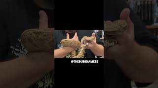 Repticon Recap in 50 Seconds or less 🦎🐍🐊🐢 reptile snake reptilelove reptilelife exotic pets [upl. by Ayarahs58]