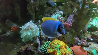 Powder blue tang in mixed reef [upl. by Donni]