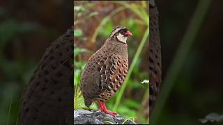 painted bush quail call  quail bird soundbirdsquail francolin viralvideo [upl. by Risay]