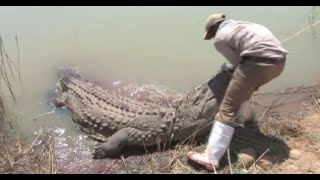 23 Scariest Crocodile Encounters So Far in 2023 [upl. by Macnamara]