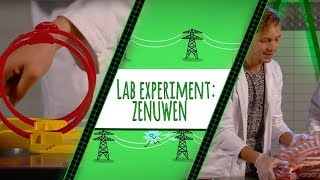 HOE WERKEN JE ZENUWEN  TOPDOKS LAB EXPERIMENT [upl. by Enelcaj]