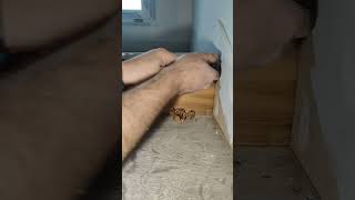 raclage sur un escalier bois massif outil  Stanley racloir satisfyingvideo asmr woodflooring [upl. by Zoller]