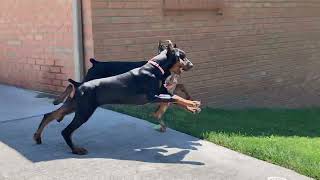 Doberman Puppies Playing [upl. by Assilana]